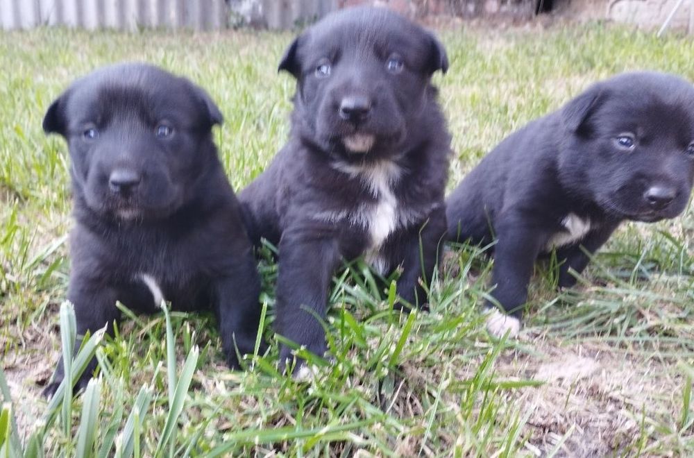 Отличные охранники и компаньены  Щенки в хорошие руки ( помесь л