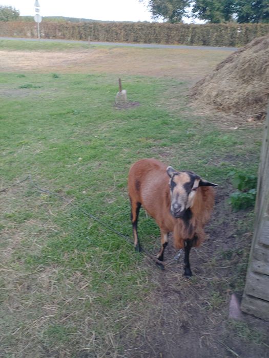 Owca Kameruńska Owca