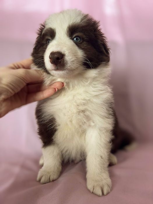 Border Collie piesek Karmel czekoladowy
