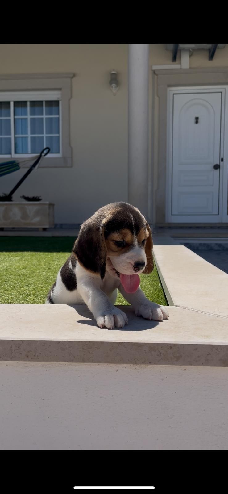 Excelente beagle fêmea