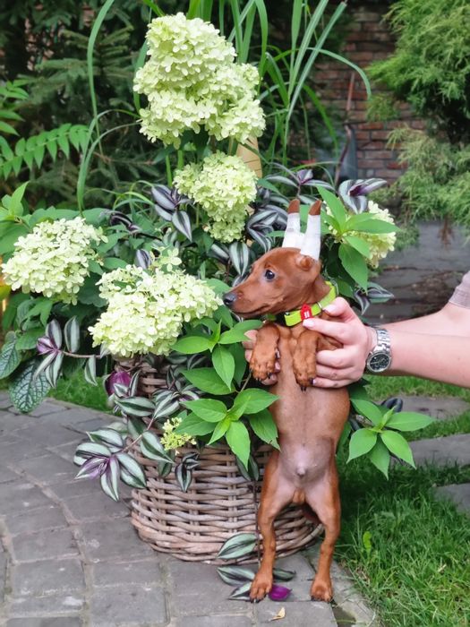 Цвергпінчер гарні хлопчики