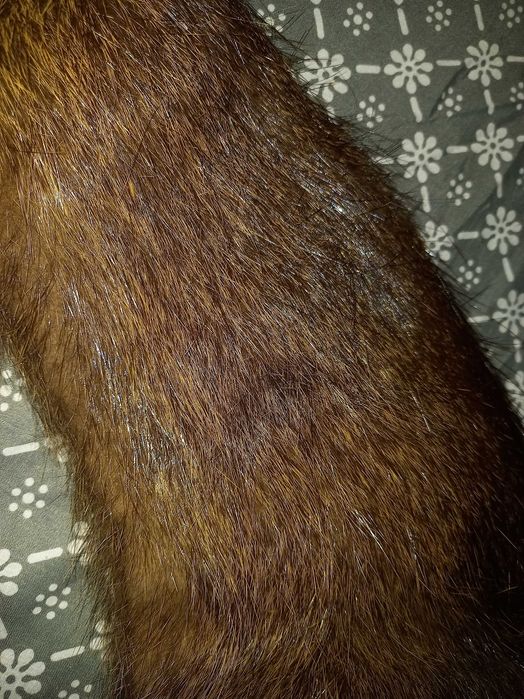 Комір, воротник з натурального хутра