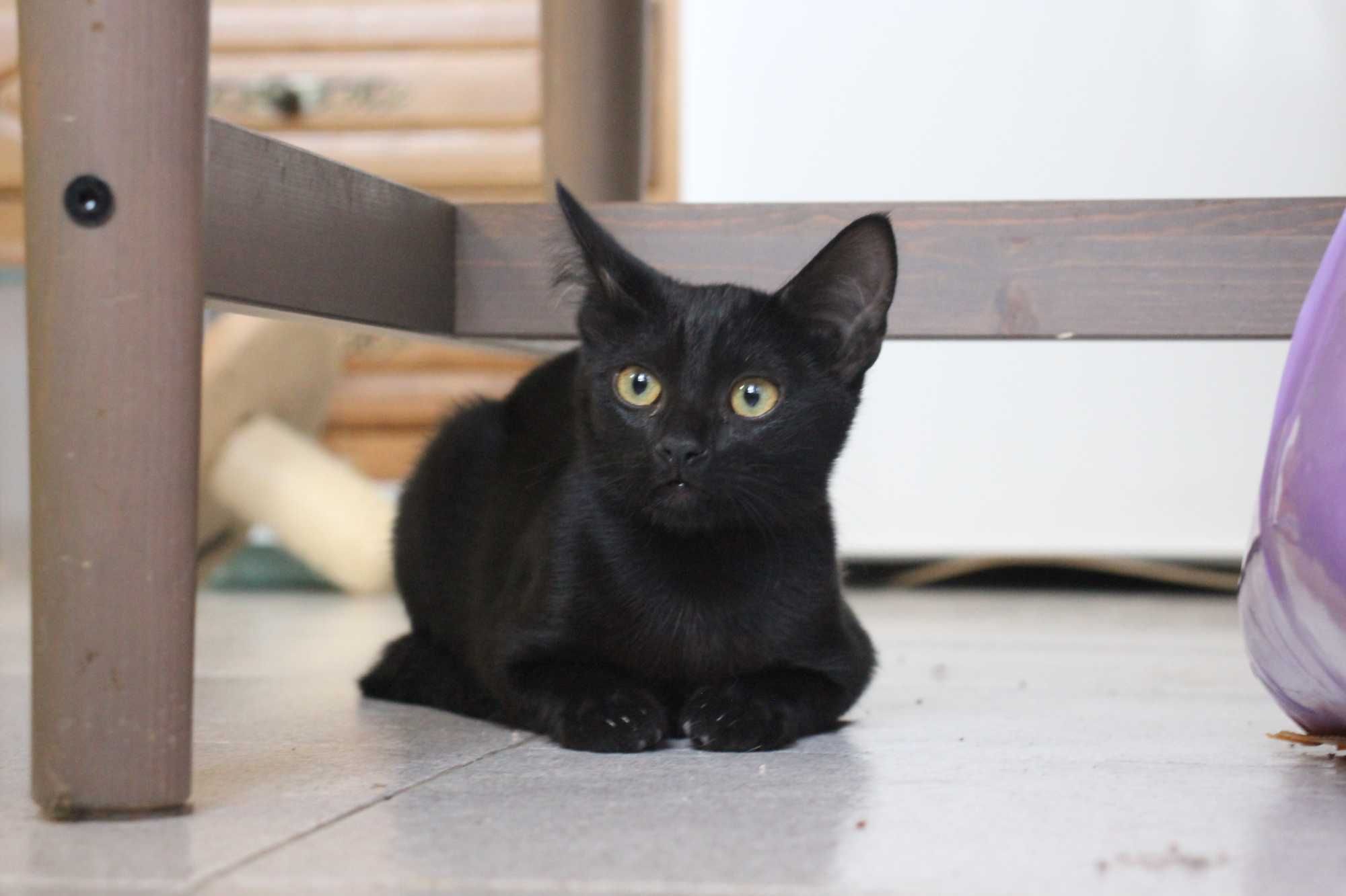 FÊMEA | Gatinha disponível para adoção muito responsável