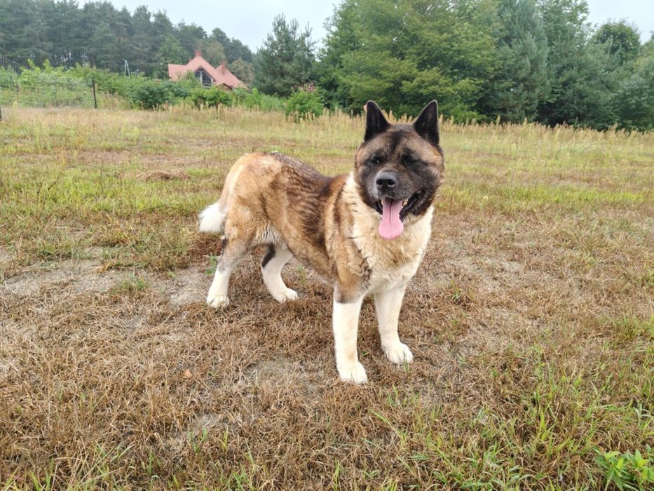 Akita Amerykańska