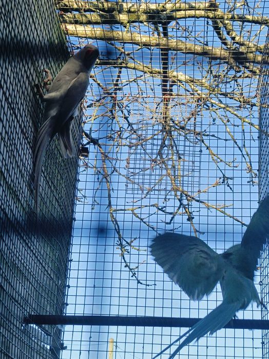 Ring neks reprodutores