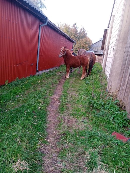 Źrebica zimnokrwista połroczna
