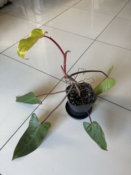 Philodendron Painted Lady 55cm