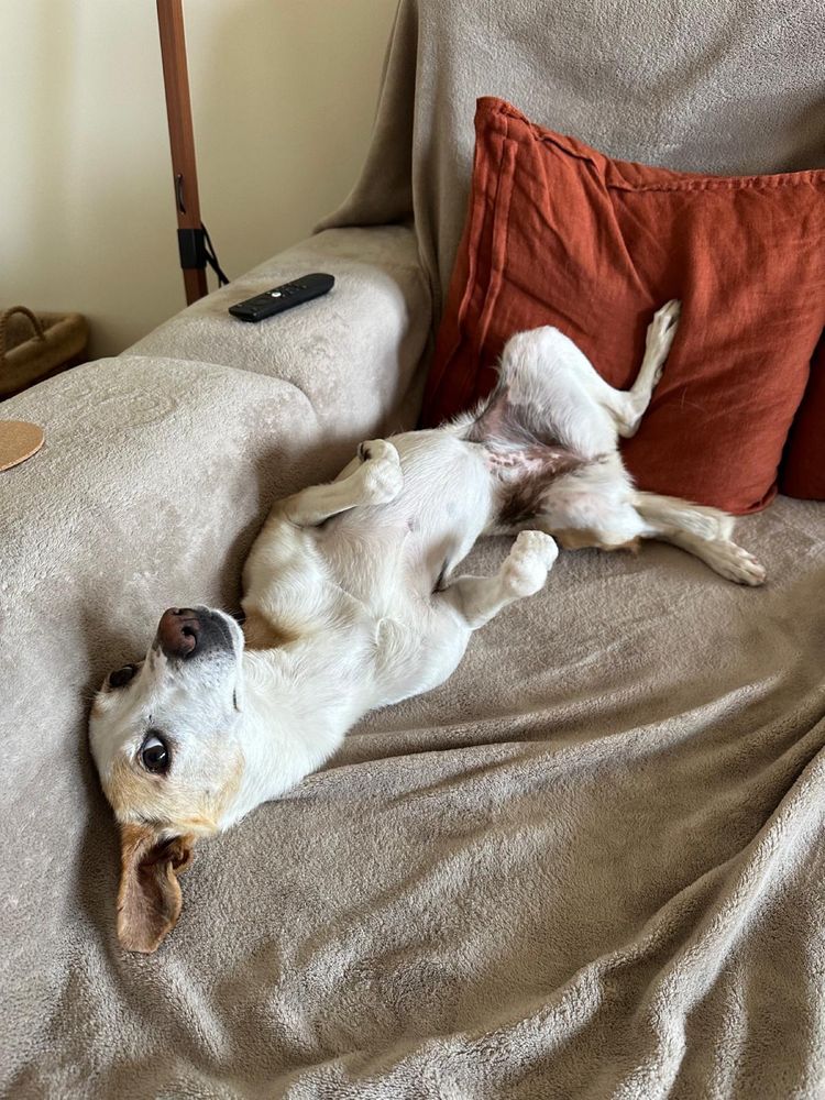 Cadela para adoção