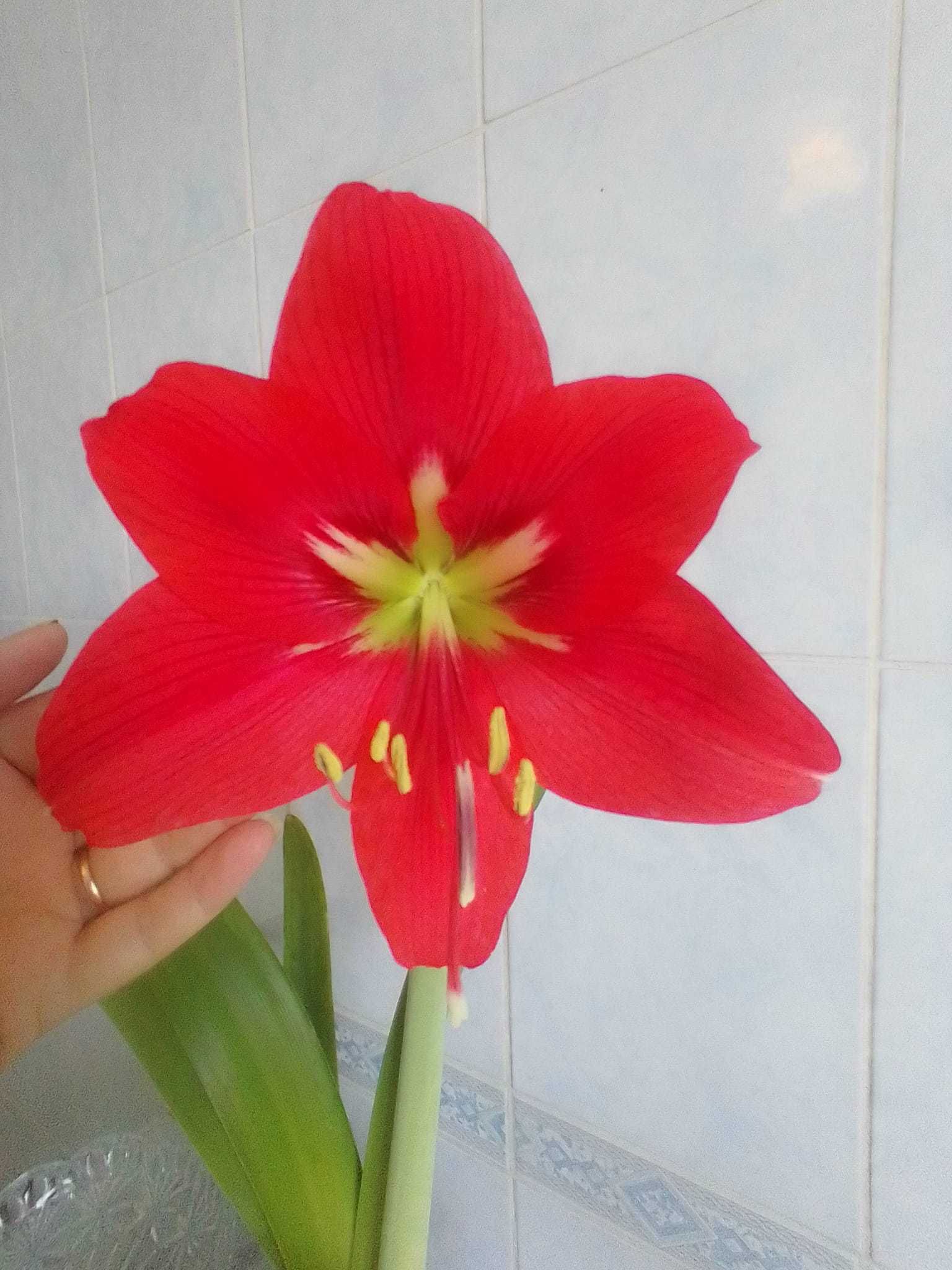 Вазони кімнатні квіти Гіппеаструм червоний великий цибулинки лілія