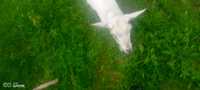 Продам дійну козу та козеня коза 1500грн козеня 800кощеняті 3 місяці