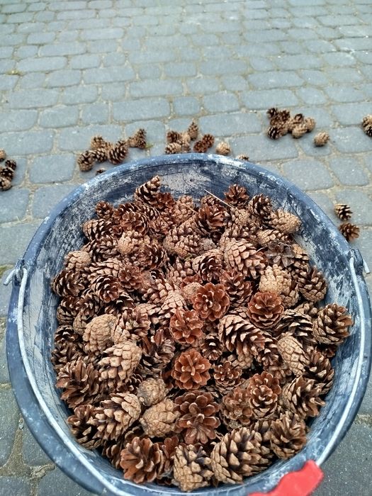 Szyszki sosnowe, szyszka sosnowa