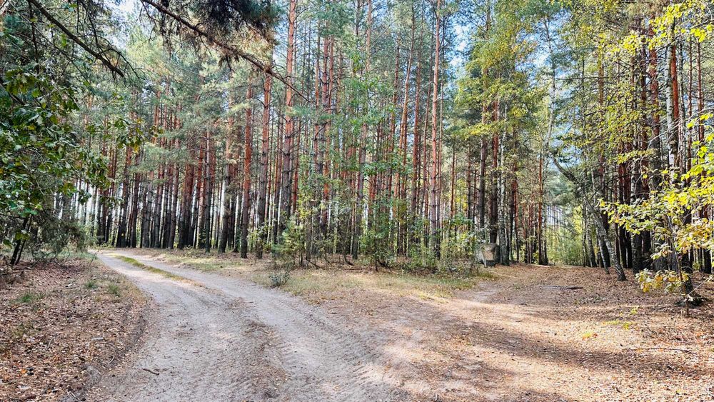 Ділянка з соснами та виходом у ліс — Здвижівка, всього 3 950 $!