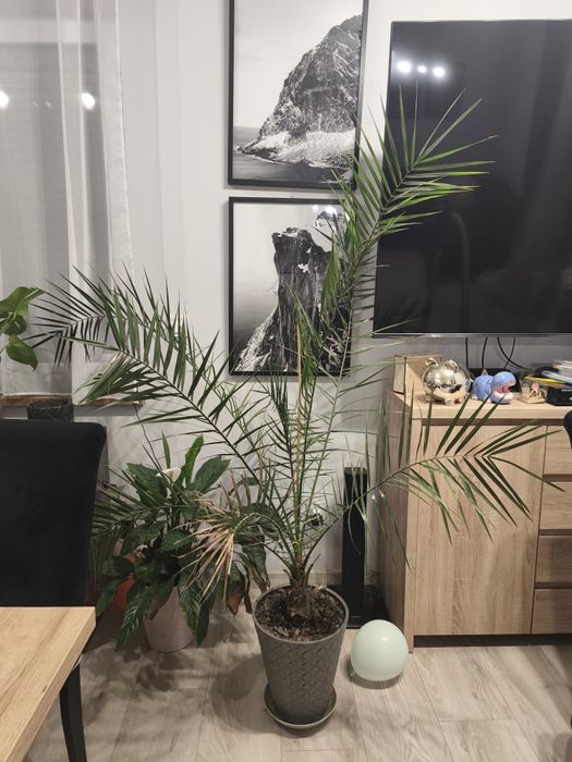 Piękna duża palma 140 cm
