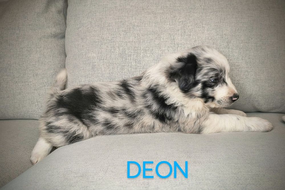 Border Collie Piesek  Blue Merle  Badania
