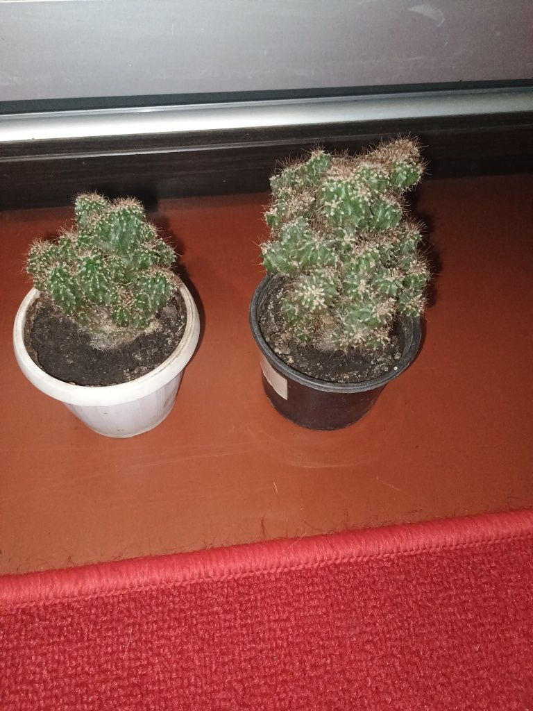 Кактус цереус перуанський