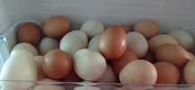Ovos caseiros galinha e pata