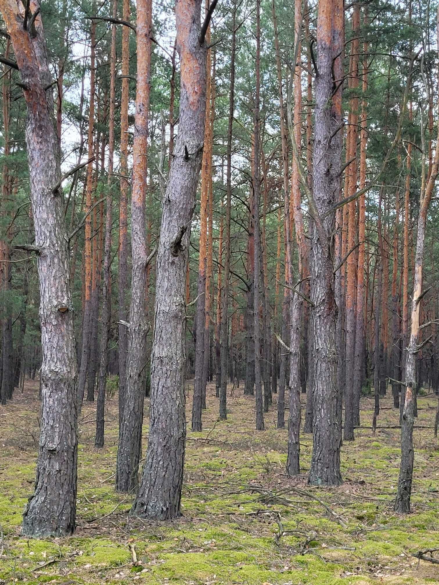 Sprzedam las sosnowy 0,54 ha, godzinę od Warszawy