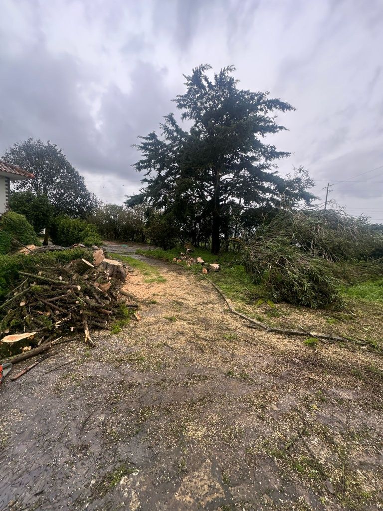 Limpeza / desmatação de terrenos, corte de árvores
