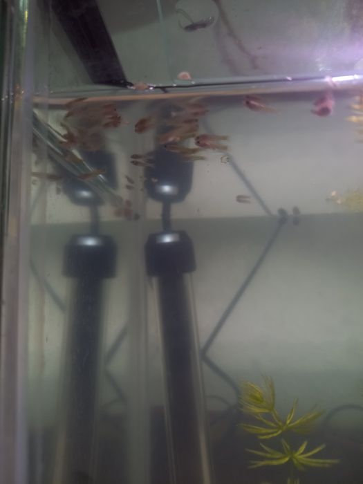 Crias de guppys xxl