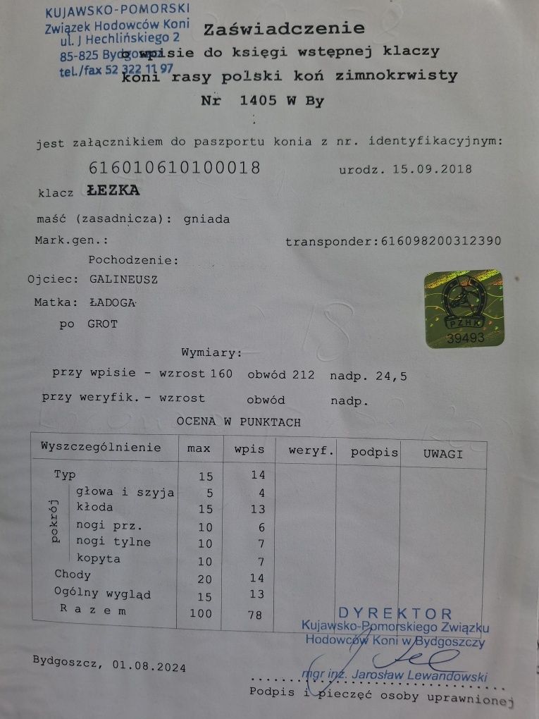 Klacz  zimnokrwista źrebna ze źrebakiem hipoterapia