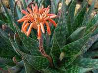 Flor de praia ou de nome Aloe Maculata Robusta ou Aloe Aaponaria