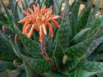 Flor de praia ou de nome Aloe Maculata Robusta ou Aloe Aaponaria