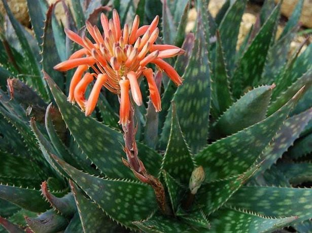 Flor de praia ou de nome Aloe Maculata Robusta ou Aloe Aaponaria