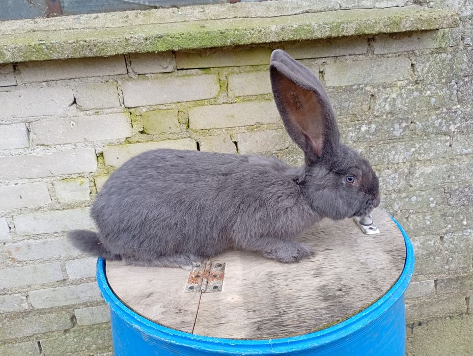 Samiec olbrzym belgijski