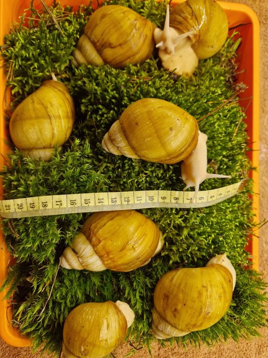 Подарунковий набір УляСет3 Ukrainian White Gold