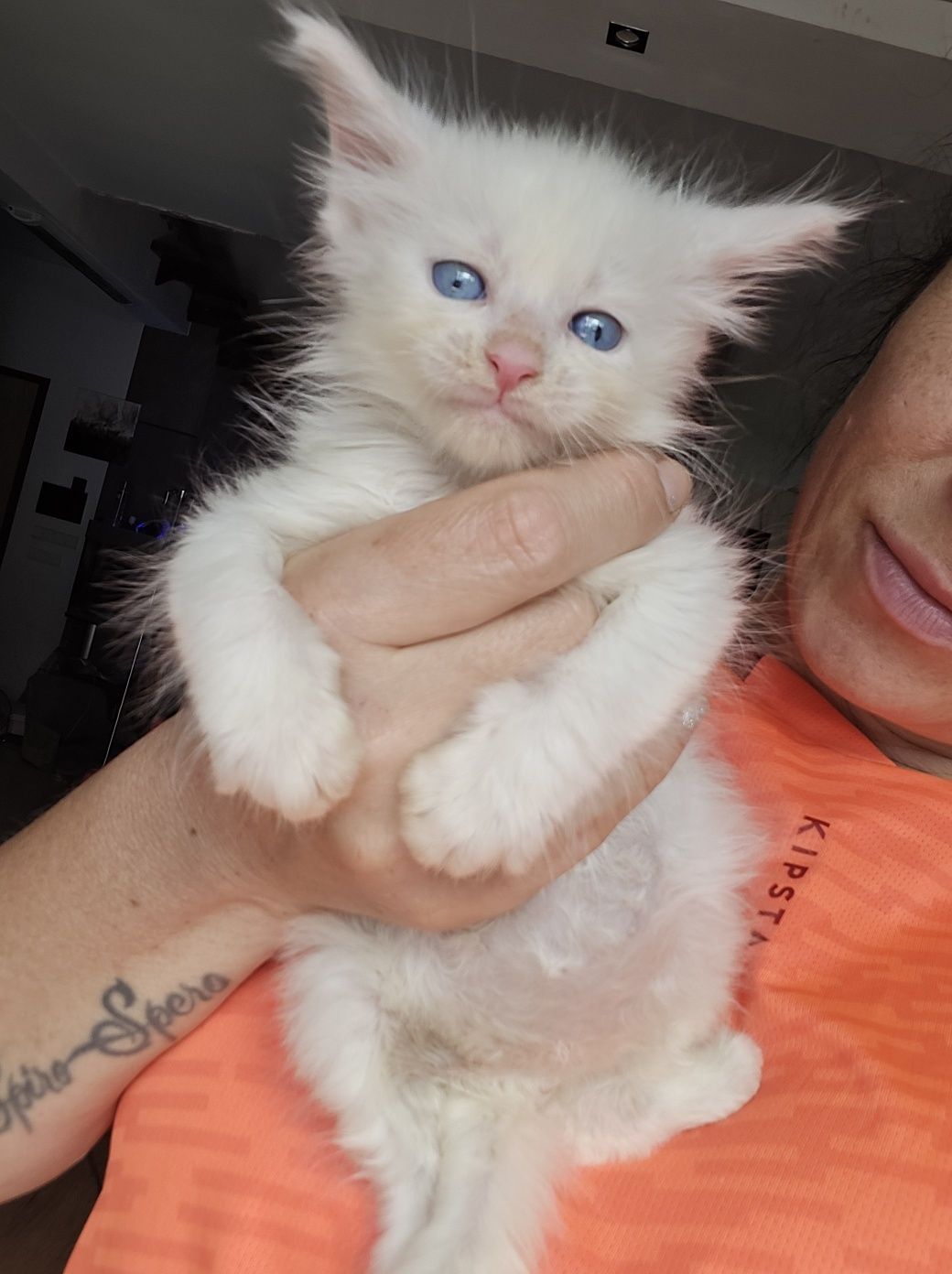 Maine coon Felis Polonia kocurek