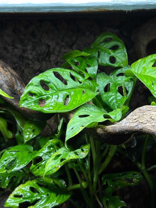 Rośliny do Terrarium Tropikalne Paludarium UNIKATY