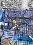 Vendo casal de canario timbrado espanhol