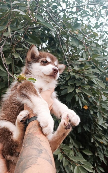 Шоколадний колір: хлопчик та дівчинка