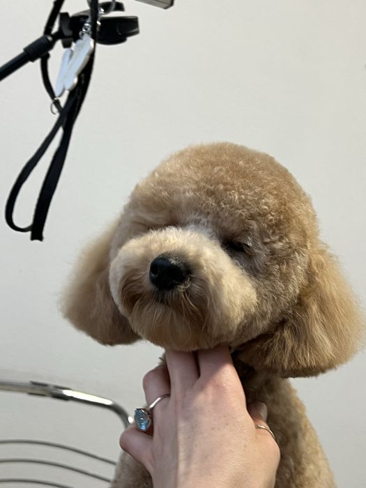 Стрижка собак і котиків