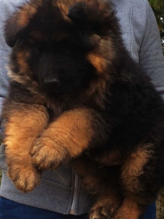 Owczarek niemiecki długowłosy potężny szczeniak po bardzo dużych psach