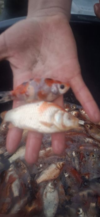 Karasie Koi narybek