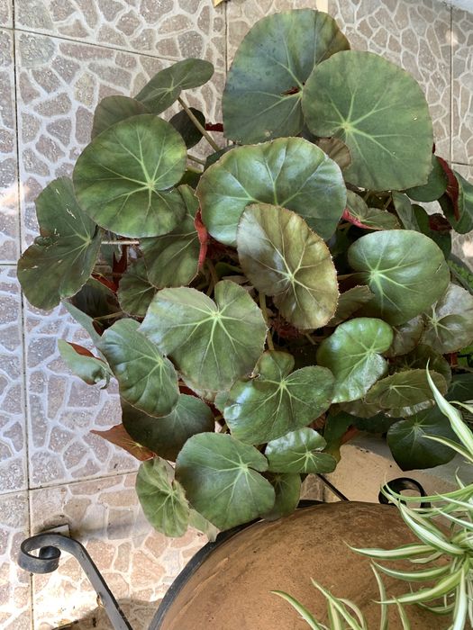 Vendo esta enorme planta ideal para hotéis ou vivendas