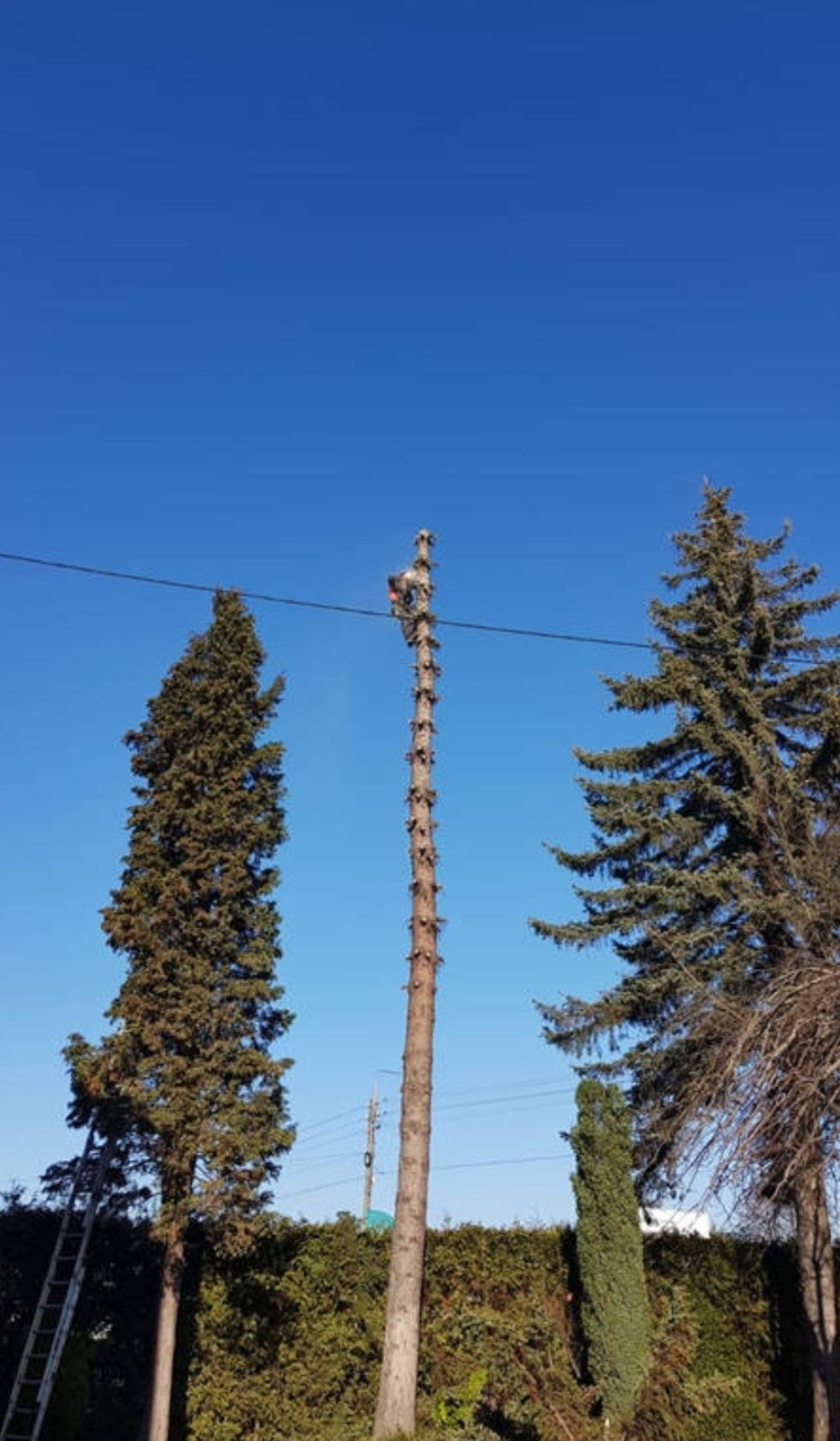 Przycinanie drzew metodą alpinistyczną  wycena do 20km za darmo!