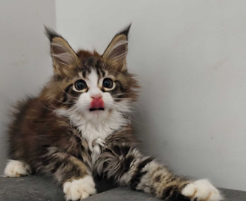 Maine Coon cudowne kocięta