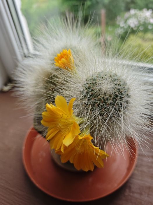 Кактуси дуже гарно цвітуть