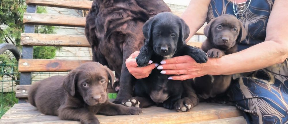 Лабрадор шоколад, коричневий білий Чорний Лабрадор Ретрівер Є Доставка