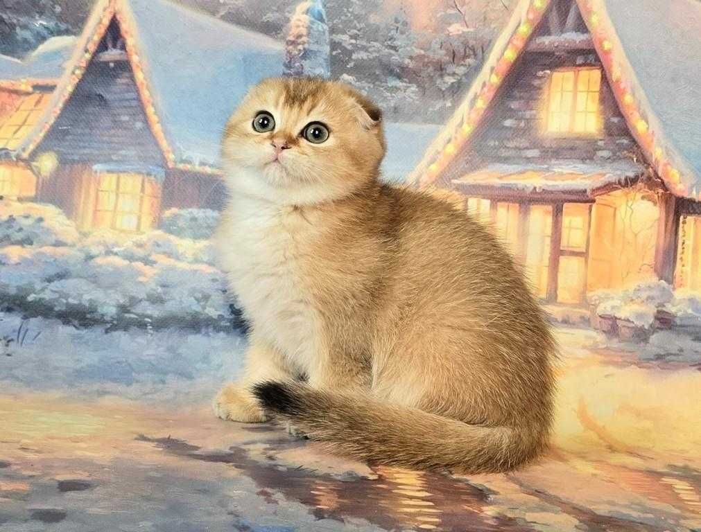 Патрик - невероятно красивый котик окраса золотая шиншилла