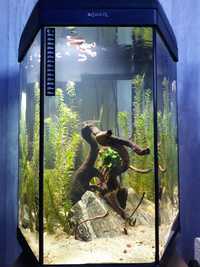 Zestaw akwarium Aquael HEXA 60 - nietypowe akwarium