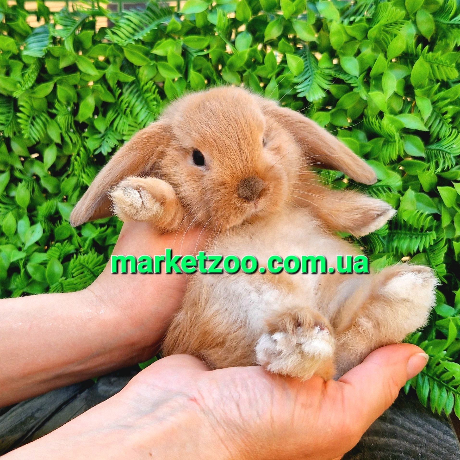 Карликовые мини кролики вислоухие баранчики mini lop,мiнi висловухi