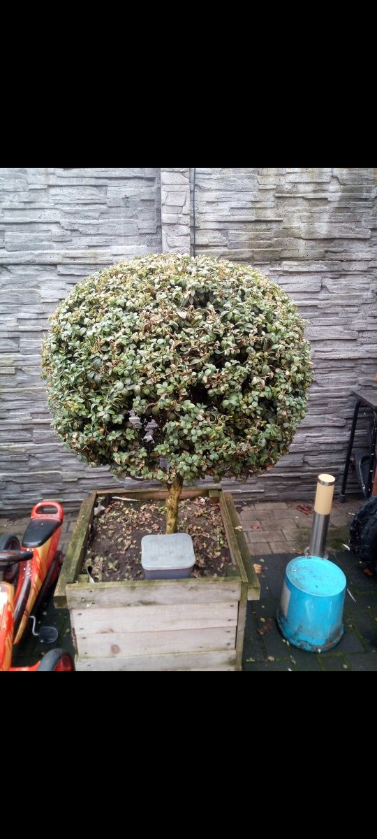 Krzewy ozdobne Bonsai
