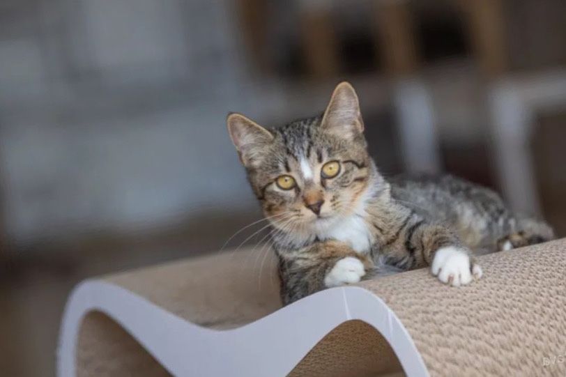 Игривый котенок Муфаса, маленький кот 1 год