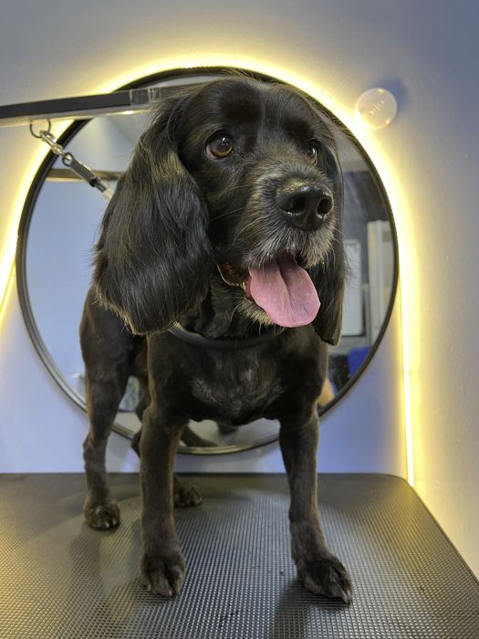 Грумінг, креативний грумінг