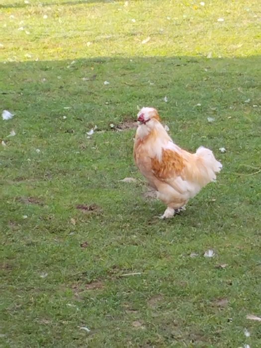 Koguty kolorowe ozdobne