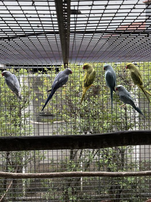 Varios ring neck para ceder.