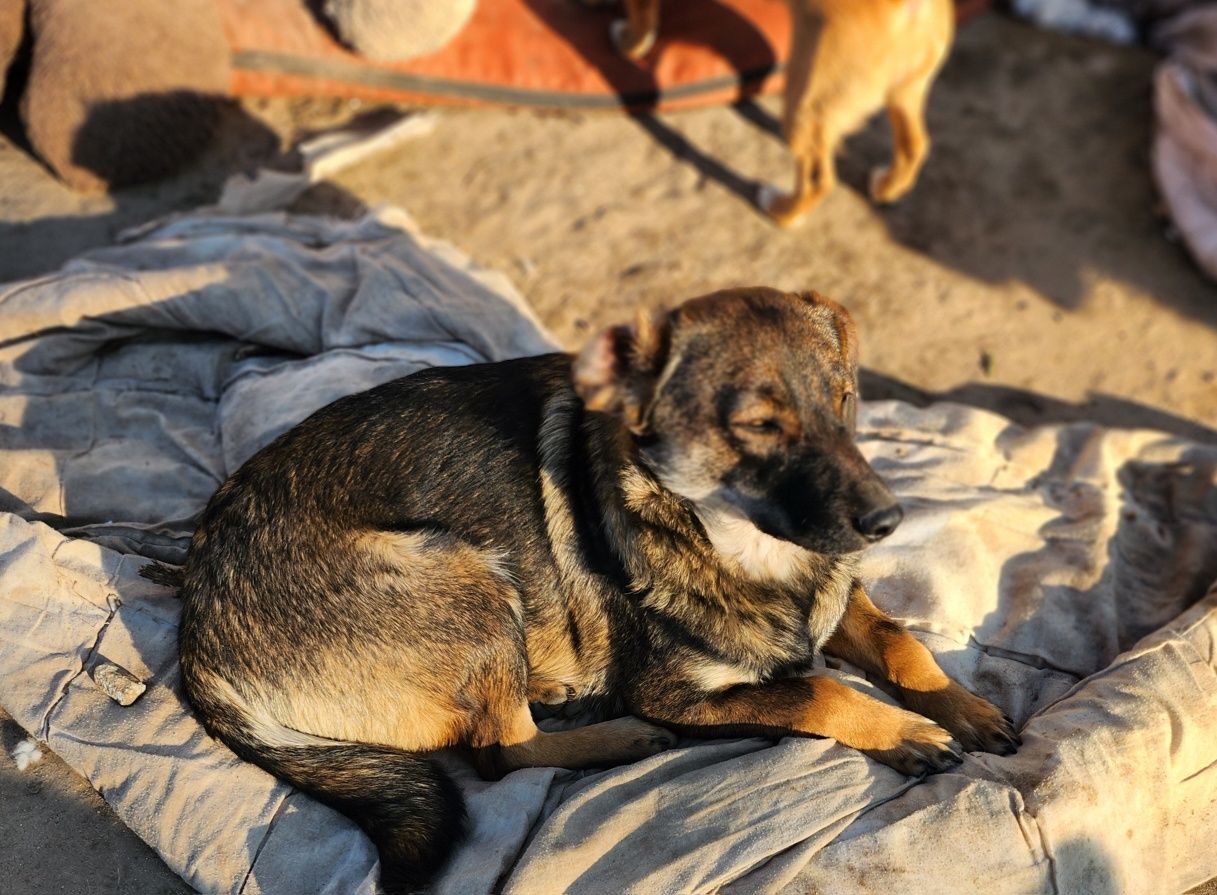 Milka ok roczna sunia szuka kochajacej rodziny !!!